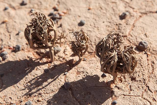 Quelles sont les vertus de la rose de Jéricho