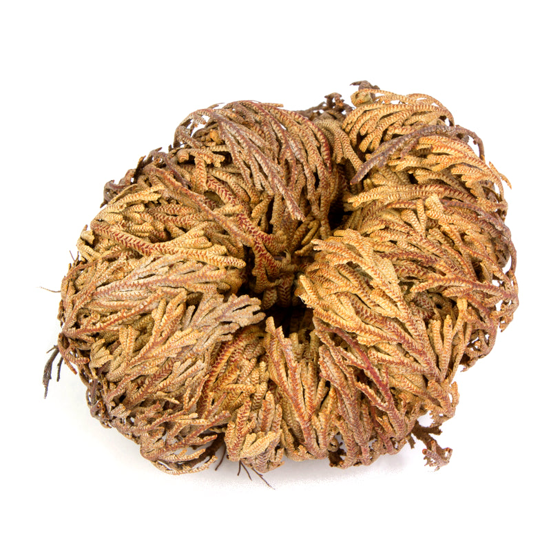 Véritable rose de Jericho (Anastatica Hierochuntica)