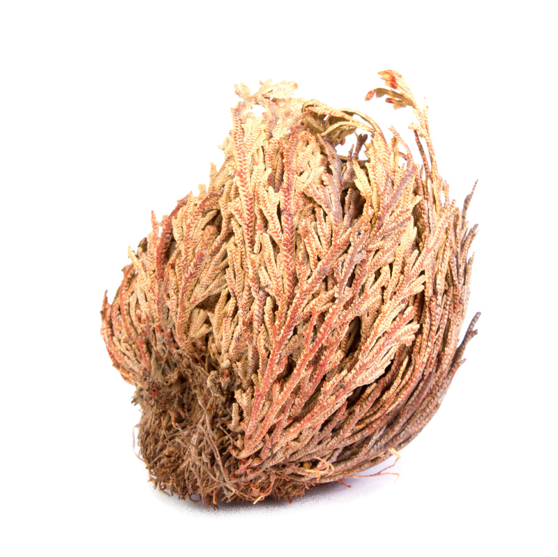 Rose de Jericho du désert (Selaginella Lepidophylla)